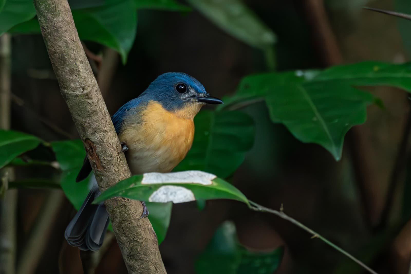Tickell's Blue Flycatcher