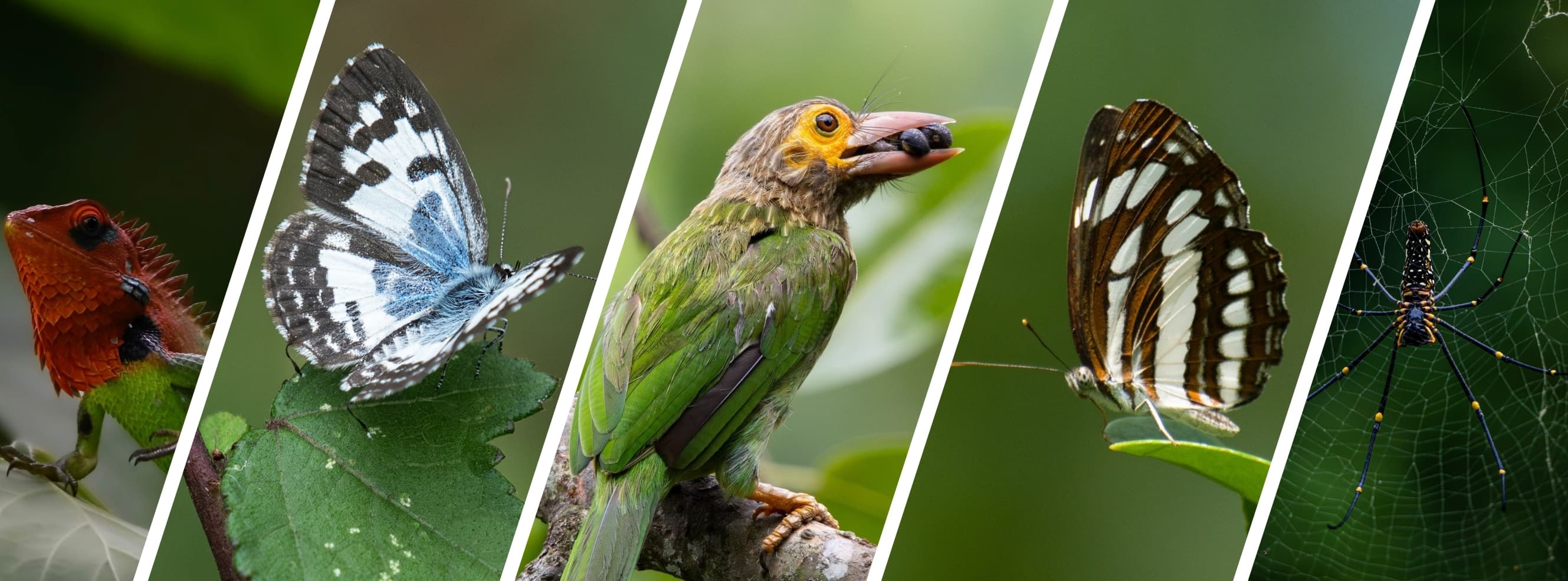 Fund The Alliance