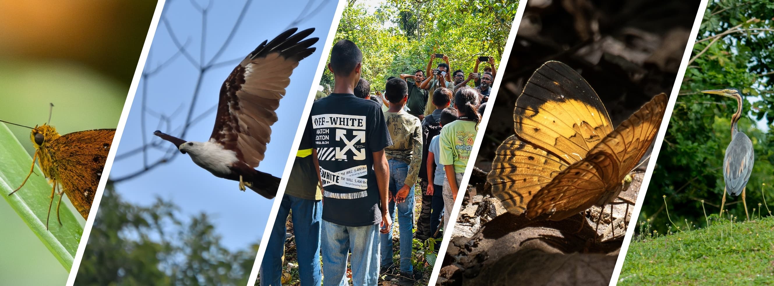 Volunteer in the field